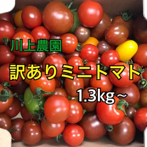 【川上農園】訳ありミニトマト 品種ミックス　茨城県産