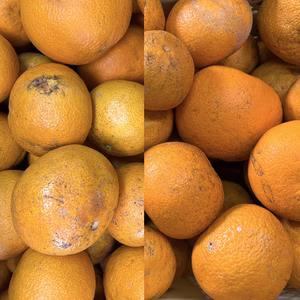 2026 食べ比べ！家庭用 和歌山県産 木成り紅八朔＆八朔 農薬不使用 はっさく