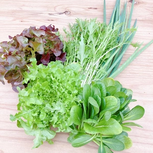 【農薬不使用】極上味わい葉野菜お任せセットS・硝酸態窒素大幅カット！