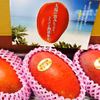【夏ギフト】7月発送・沖縄の宜野座育ちマンゴー【優品・化粧箱入り、約1kg】