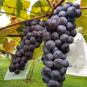 チュルっとクセになるハチミツの様な濃い甘さ【スチューベン】 ※10月1日〜