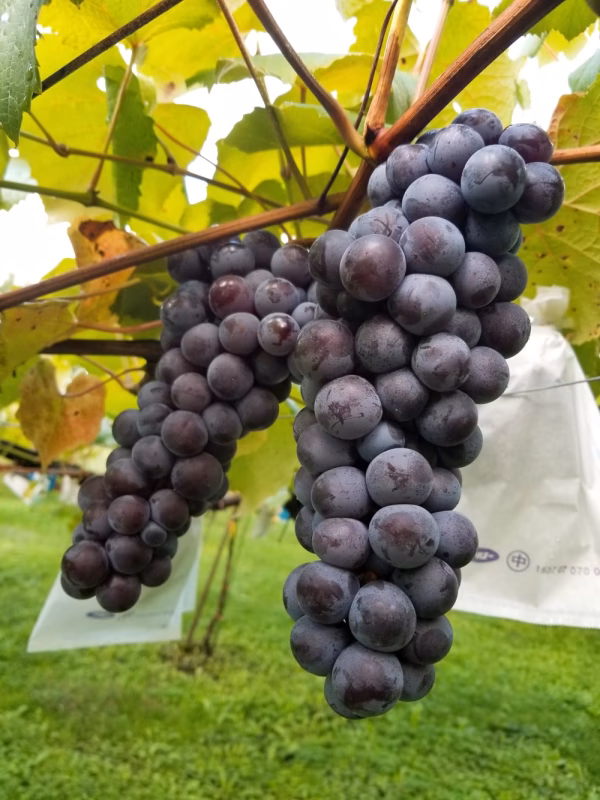 チュルっとクセになるハチミツの様な濃い甘さ【スチューベン】 ※10月1日〜