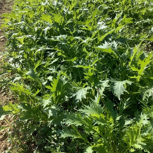 京都産　水菜　農薬不使用