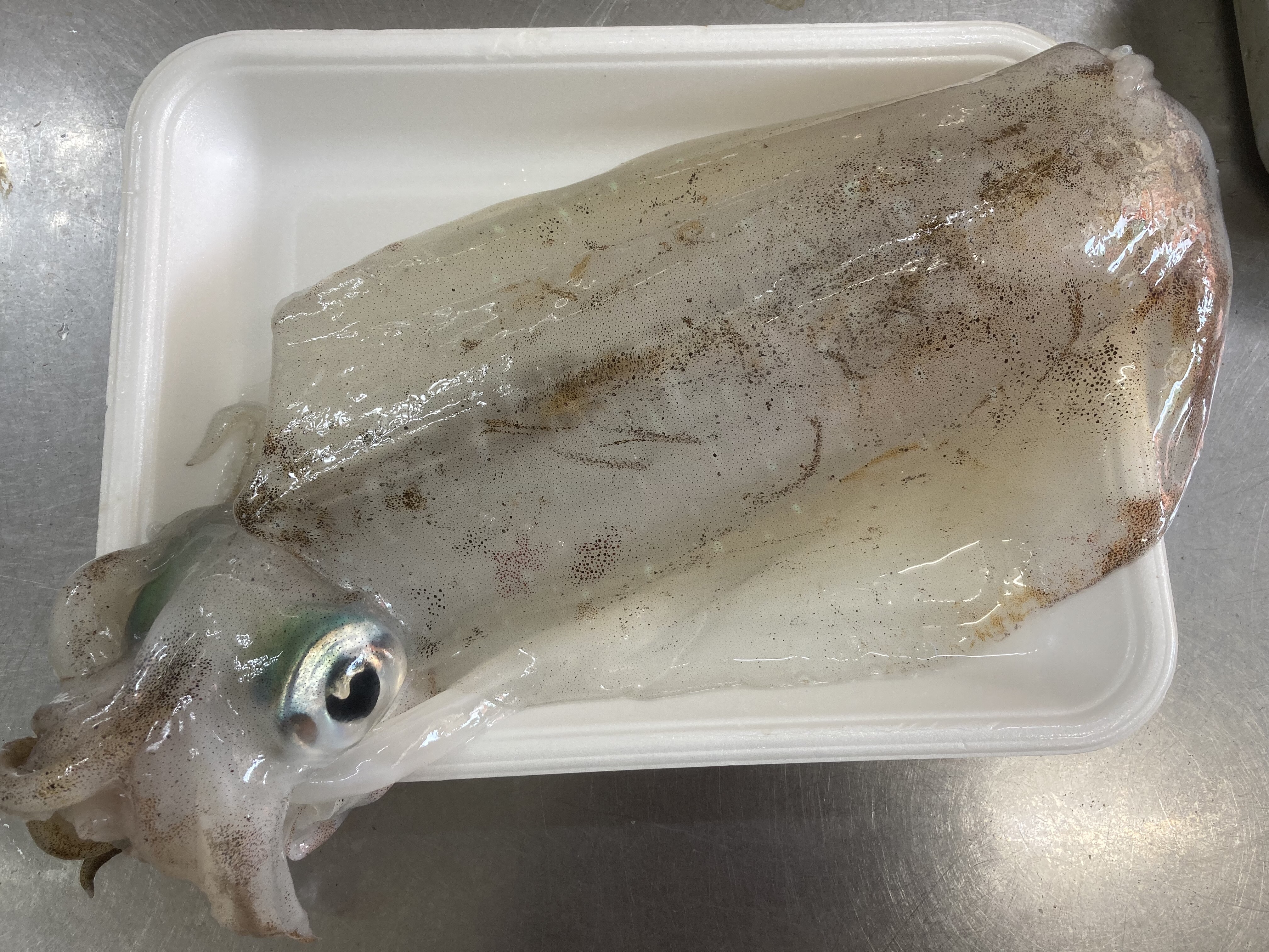 採れたて即冷凍 アオリイカ切り身 農家漁師から産地直送の通販 ポケットマルシェ