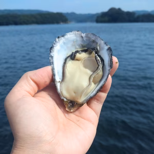★活マガキ★玄海町仮屋湾の名もなきオイスター20個＜生食可＞