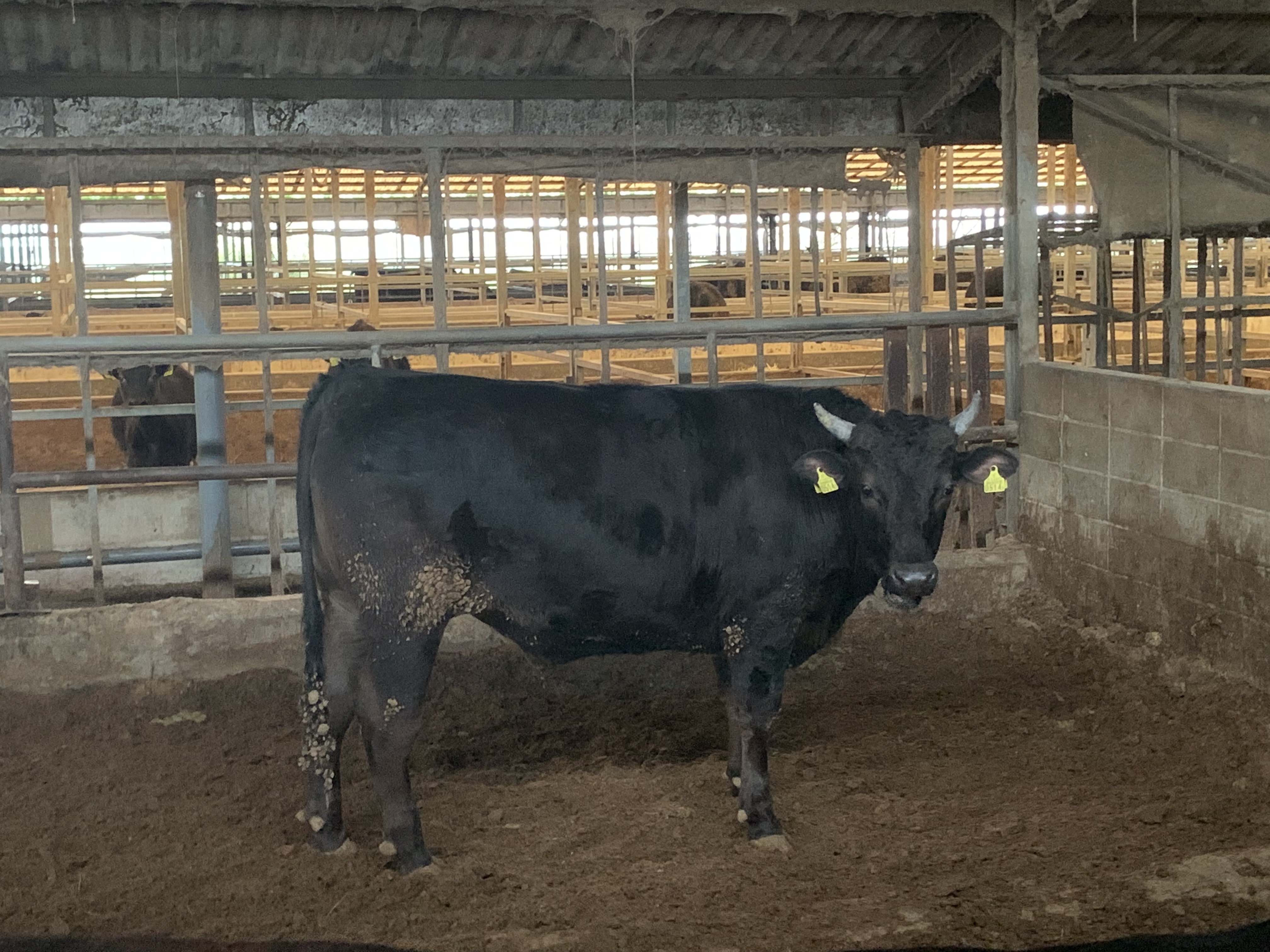 コロナに負けない 4セット 極上切落 牛すじ ロールステーキ ハンバーグ 農家漁師から産地直送の通販 ポケットマルシェ