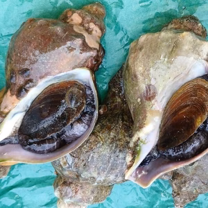 青ツブ　約3kg（15～24個）