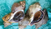 青ツブ　約3kg（15～24個）