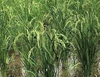 【新米】自然栽培！「豊コシヒカリ」玄米２０ｋｇ