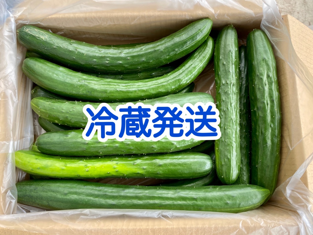 朝採りきゅうりの産直通販・お取り寄せ商品｜ポケットマルシェ｜産地