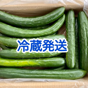 「お試し」B品きゅうり　お買い得　クール便