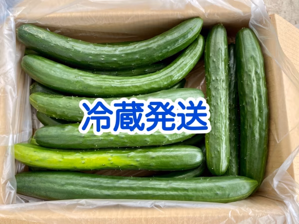 「お試し」B品きゅうり　お買い得　クール便