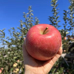 弘前ふじ【甘さと酸味のバランスがgood！】大玉　3キロ