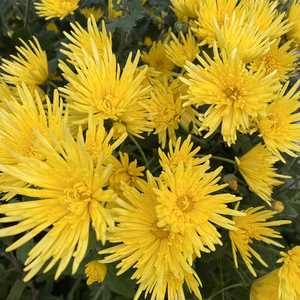 もってのほか♡秋菊♡食用菊♡今が旬♡山形県ソールフード♡