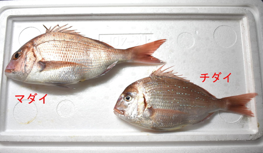 お魚が脱いだ 塩焼きから肝醤油まで 秋田の鮮魚三種を食べ比べ 農家漁師直送のポケットマルシェ