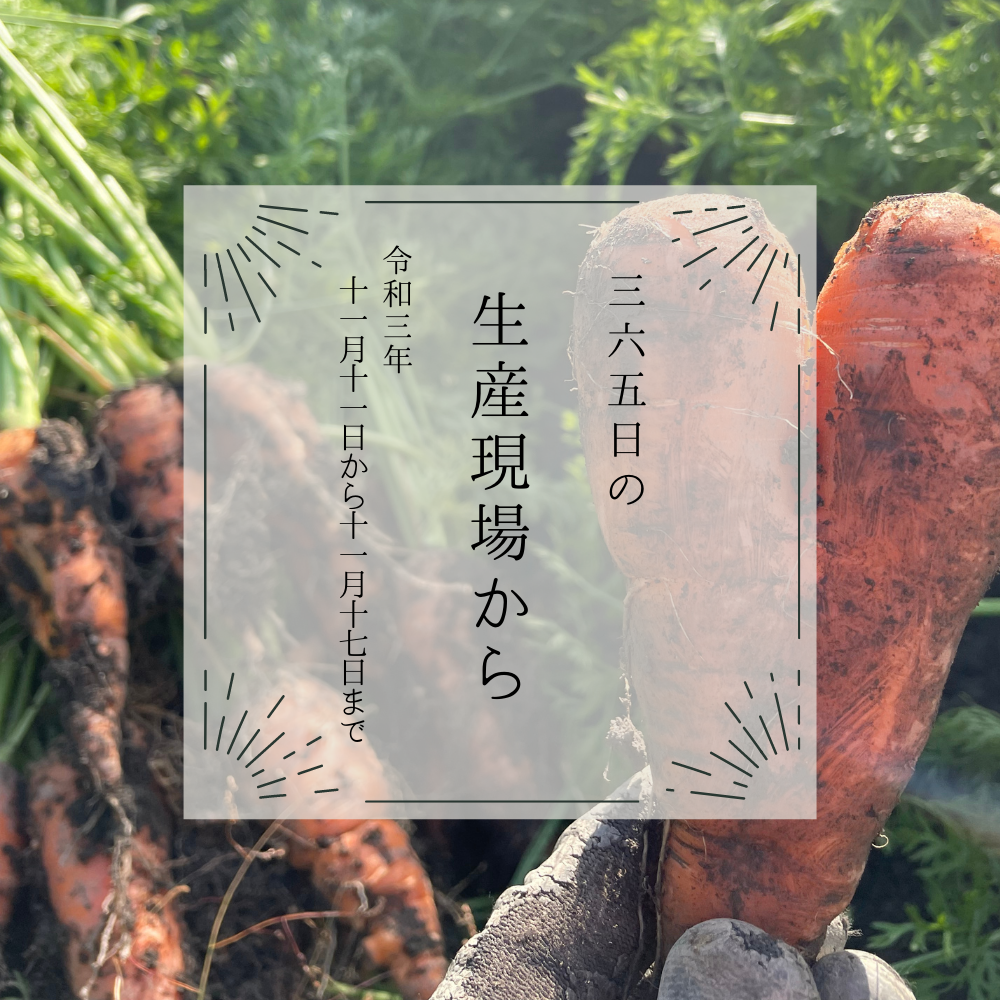高知県でハート型にんじんが出土❤️｜11月11〜17日の生産現場から、今週の31投稿！ | 農家漁師から産地直送の通販 ポケットマルシェ