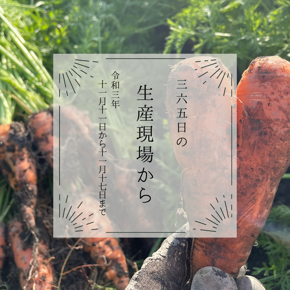 高知県でハート型にんじんが出土❤️｜11月11〜17日の生産現場から、今週の31投稿！ 農家漁師から産地直送の通販 ポケットマルシェ