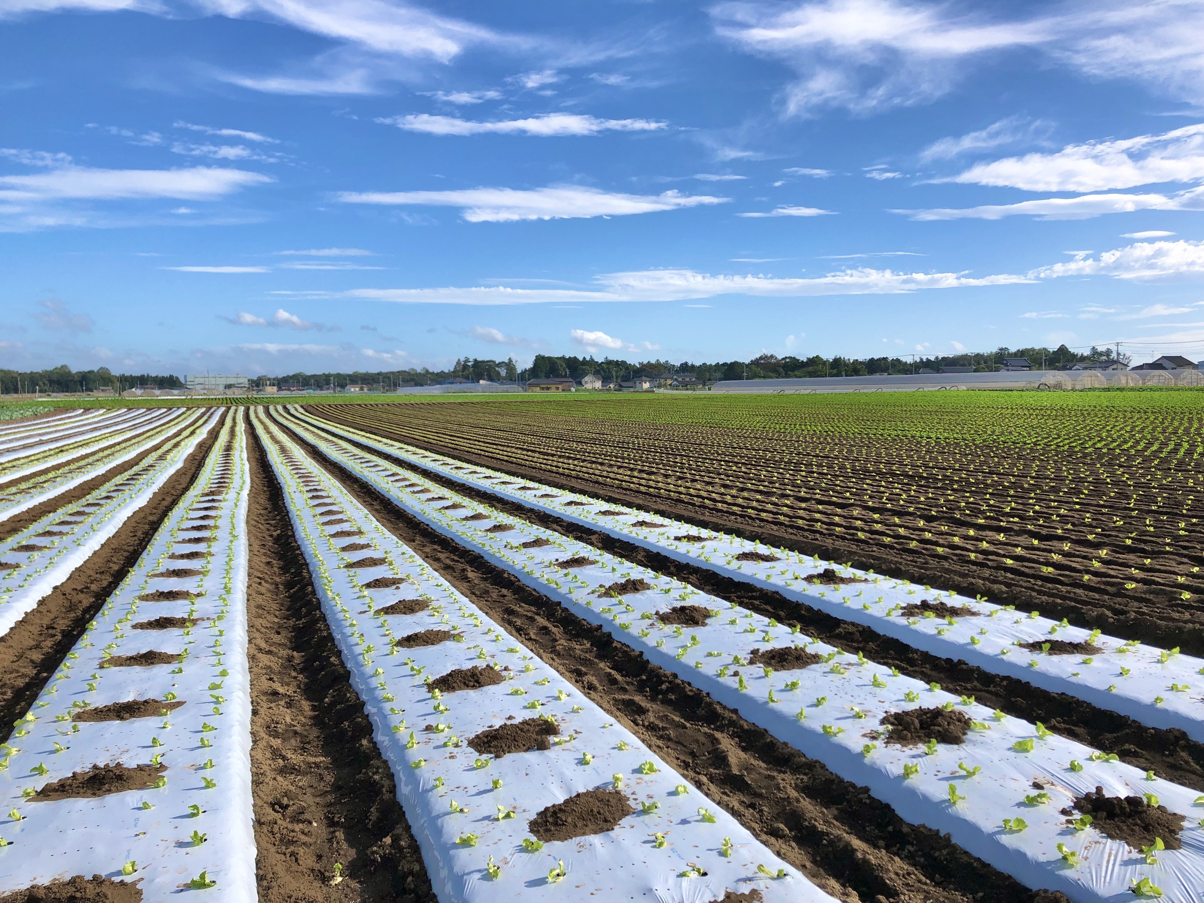茨城県常総市｜タケヒロズファーム｜長塚昂浩さんの生産者プロフィール