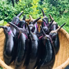 採りたて直送！鴨さんのナス【12本、他のセット同封可能】