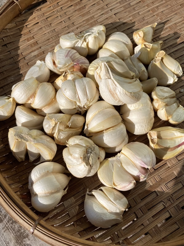 バラ【低農薬】和歌山M'sファームで採れた乾燥新にんにく　1㎏・5㎏選べます。