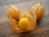「食べる宝石」有機ドライオレンジチェリー（食用ほおずき）10g