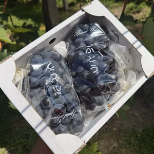 【濃くて甘い糖度16〜18】クイーンベリーA1k 2房