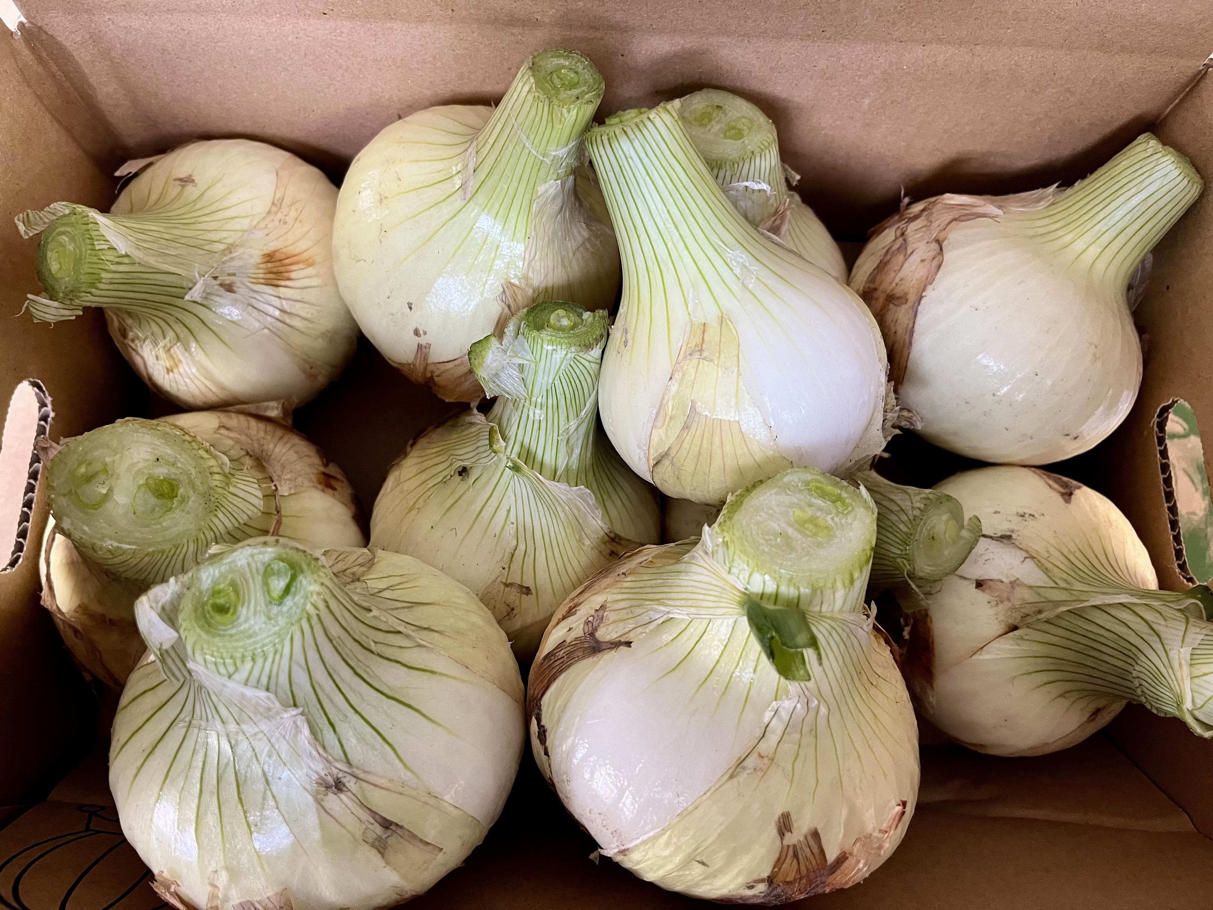 淡路島新玉ねぎ! 新玉ねぎミニ・チビ3キロ