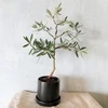 【ギフトにも！】南アルプスのオリーブ盆栽　シプレッシーノ(PS60)