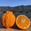 天草の宝石箱！栽培期間中農薬不使用 5種の柑橘セット　