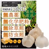 B級品『農薬・化学肥料・除草剤・防虫剤等不使用』福地ホワイト六片 にんにくバラ★