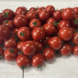 甘いミディトマト(越のルビー、華小町)1kg