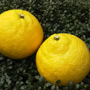 はるか～レモン色の爽やか柑橘～（4kg 家庭用）