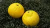はるか-レモン色の甘い柑橘- 限定10箱