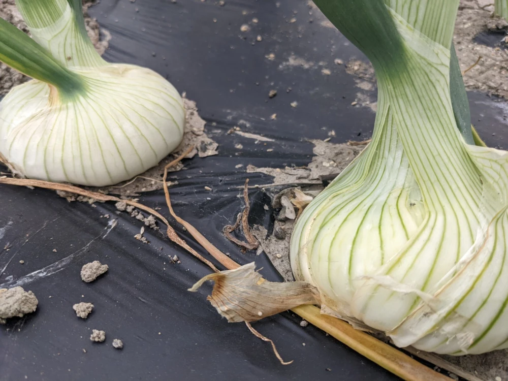 オトナの新たまホワイトオニオン【農薬不使用】（静岡県産）