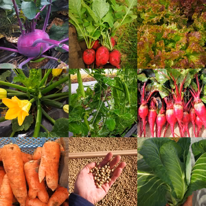 自然栽培アスリート野菜セット(8品)【農薬・肥料不使用】