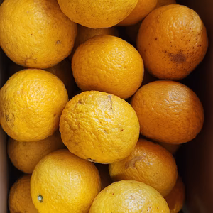 黄金柑　今だけ！