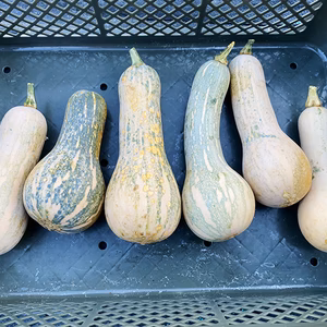 【福袋2024】【訳あり】煮物におすすめ！島かぼちゃ（特別価格）