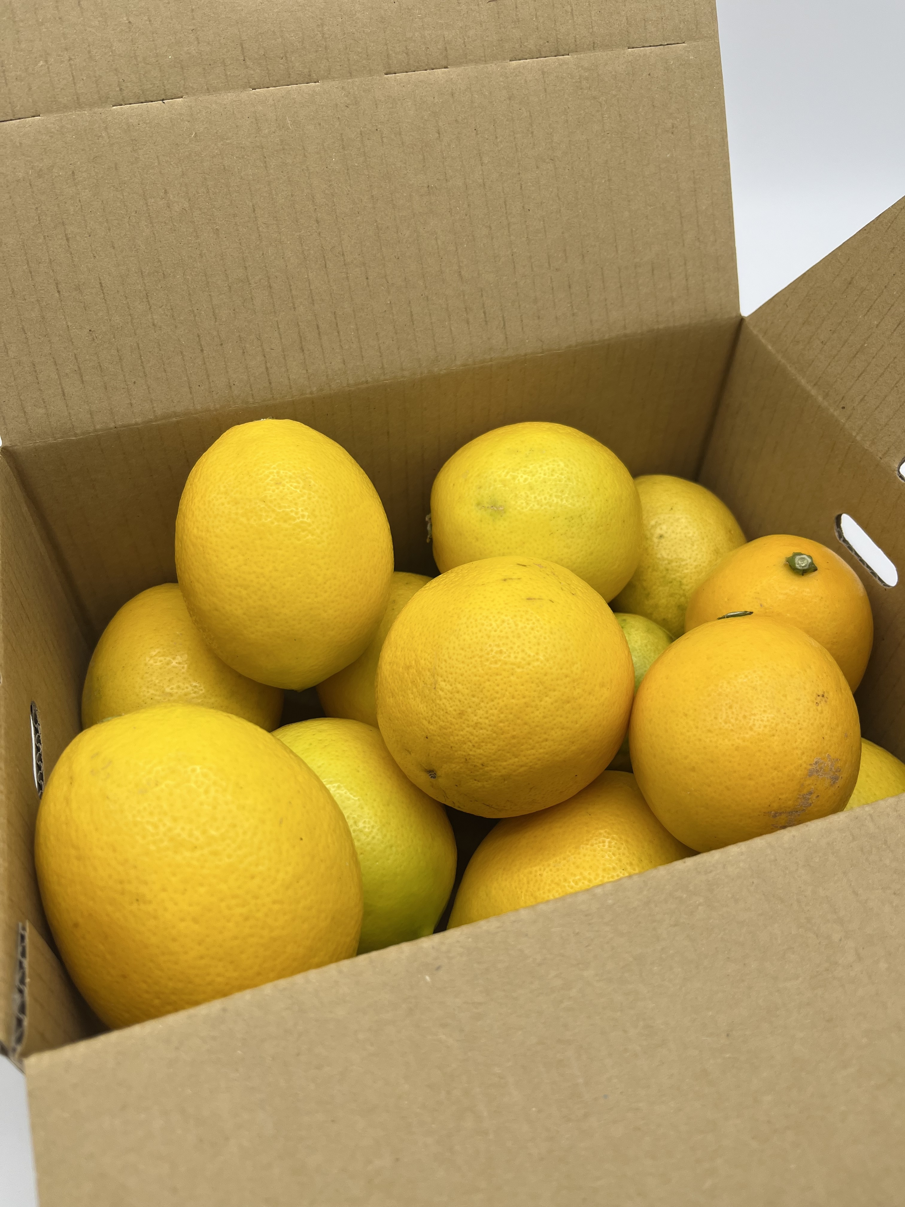 加工用マイヤーレモン【10㎏】｜レモンの商品詳細｜ポケットマルシェ