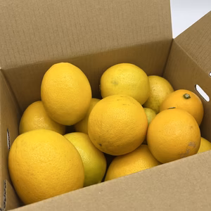 加工用マイヤーレモン【10㎏】