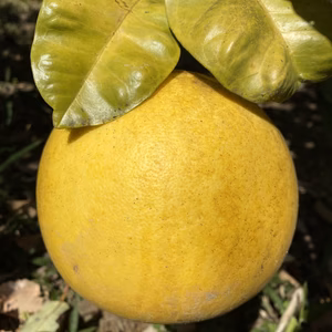 まるかん農園の晩白柚と文旦訳ありセット