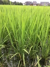 【２種セット】自然栽培コシヒカリ＆ササニシキ各１kg 玄米（令和3年 富山県産）