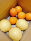 《食べきり☆プチセット》グレープフルーツとブラッドオレンジ