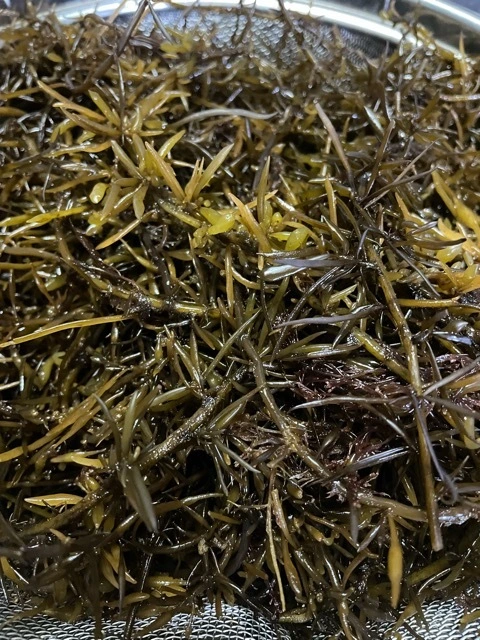 瀬戸内海の旬の魚介類定期便！偶数月発送　20名様限定