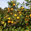いつものみなみのみかん　（早生みかん）