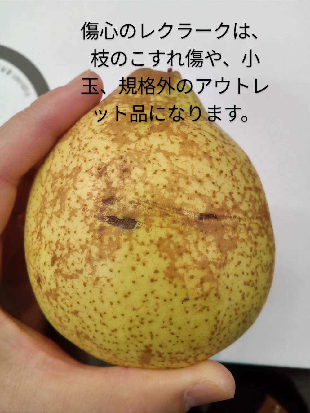 腰も砕ける滑らかさ!! 洋梨 ゼネラル.レクラーク
