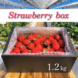 苺ゴロゴロ！【コンフィチュール/ジャム用】完熟・小粒 StrawberryBox