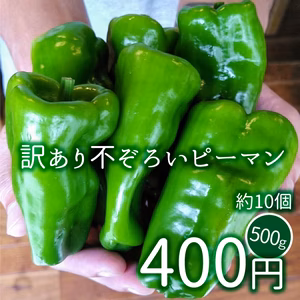 訳あり不ぞろいピーマン　500g/1㎏（採れたて即日発送 / 常温）