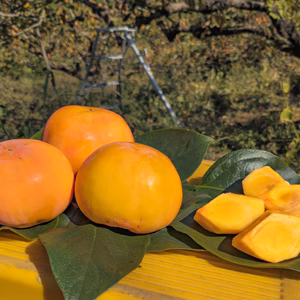 福岡の太陽が育てたあま〜い『富有柿』サイズ：2L