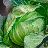 糖度12度前後の美味しい感動するキャベツ。みつシリーズ「とくみつ」静岡県産