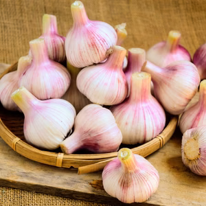 今が旬！新紫にんにく（栽培期間中農薬・化学肥料不使用）
